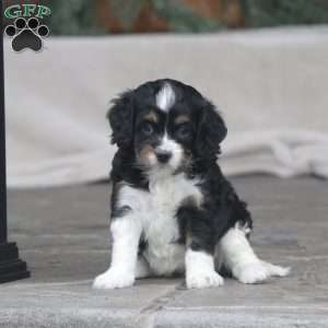 Carrie, Cavapoo Puppy